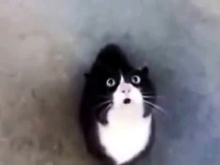 Funny Moment By Funny Talking Cats