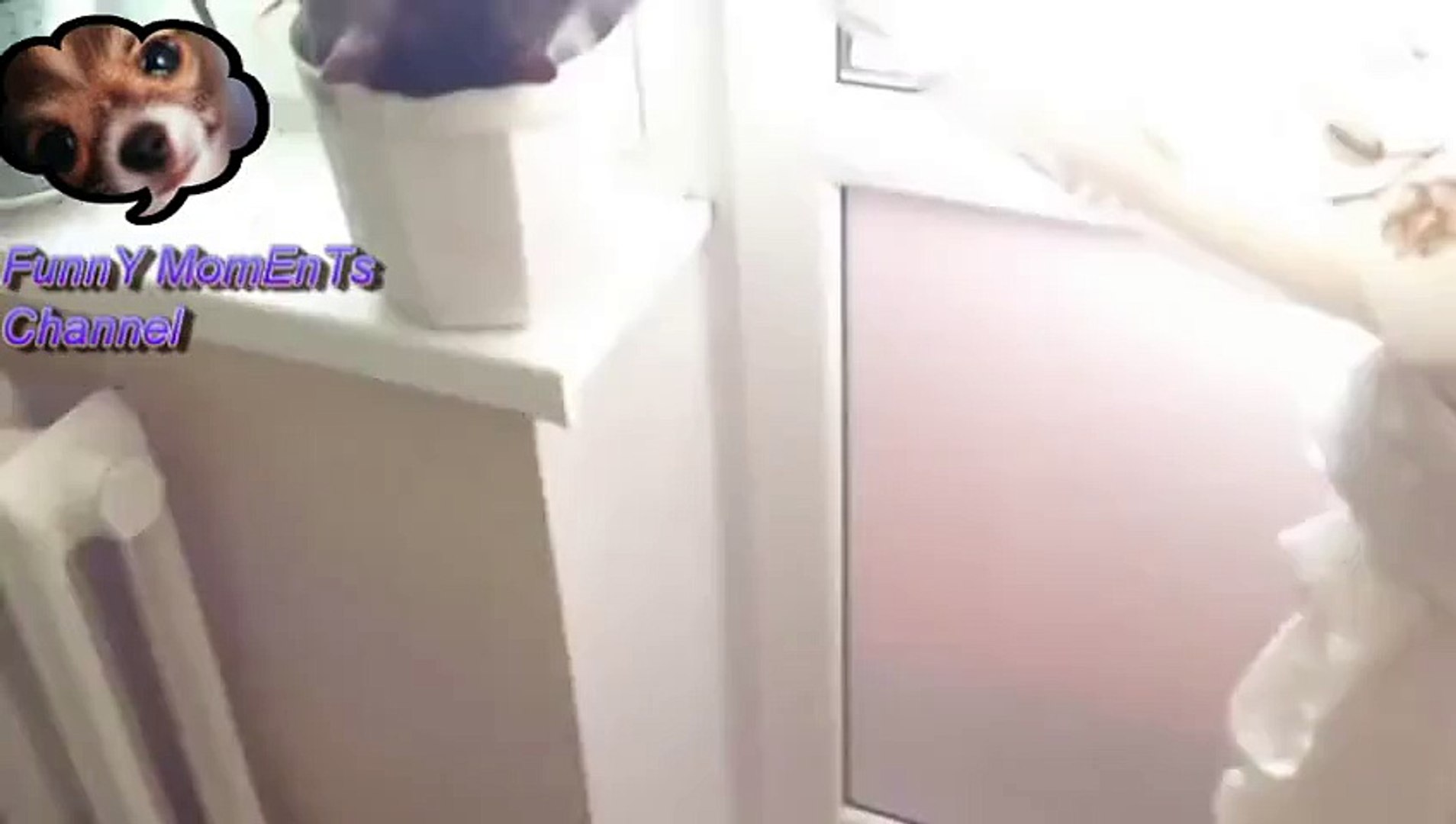 Funny Moments _ Funny cats Sleeping