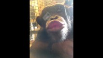 Willie the Chimpanzee Reacts to His Own Reflection!