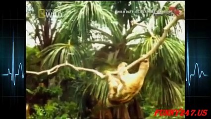 Eagle vs sloth - Animals Attack