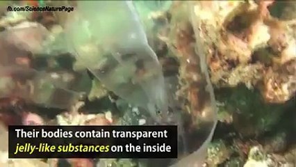 Amazing Transparent fish in the World