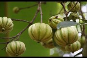 Garcinia Cambogia Dr oz conditions the assimilative system to curb fat deposition