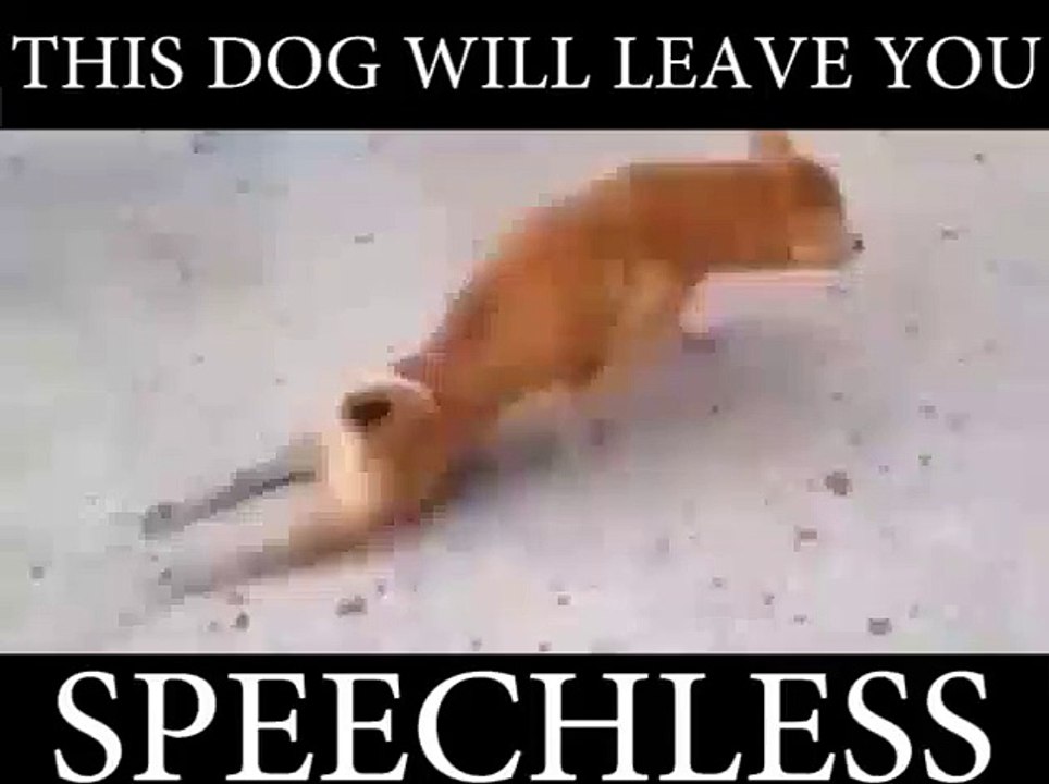 This Dog Will Leave You