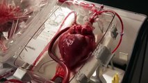 İnsan Kalbi Bakın Nasıl Çalışıyor.. Yok Böyle Bir Şey