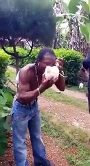 Un homme épluche une noix de coco avec ses dents