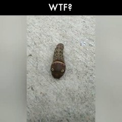 Alguien me puede decir que cojones es esto?