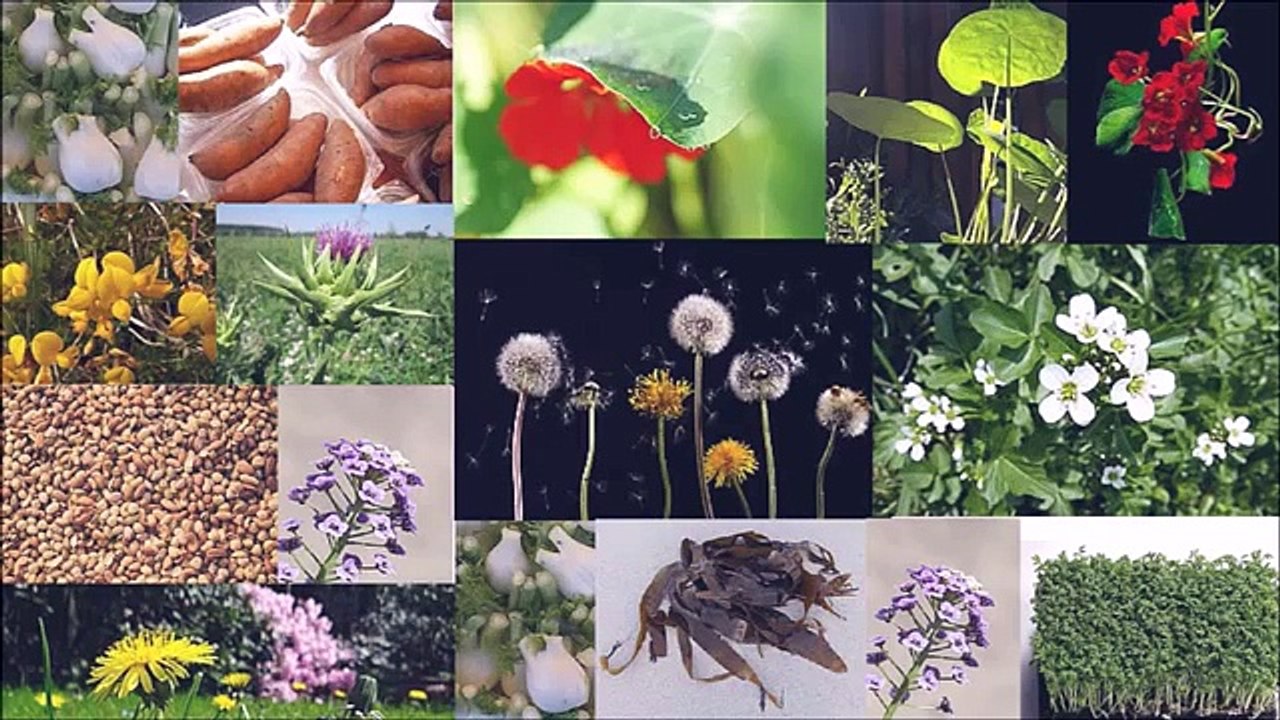 Augmentation Mammaire Sans Chirurgie.