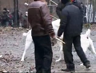 Суровые собачии бои