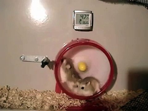 Хомяку не удалось остановиться вовремя