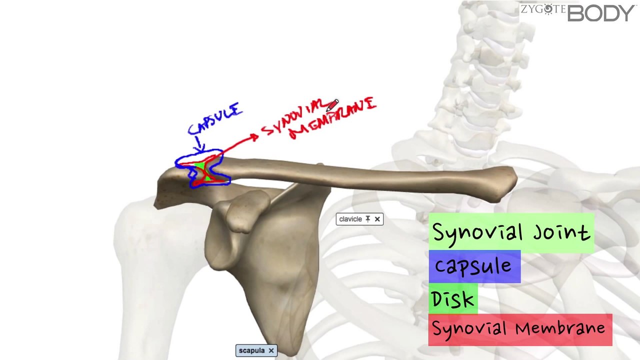 Acromioclavicular Joint
