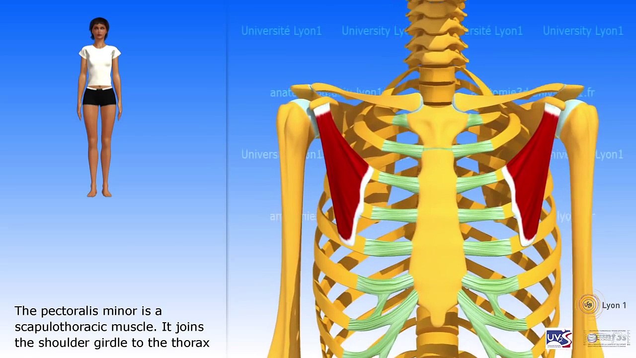 The pectoralis minor