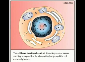 Necrosis VS apoptosis.mpg