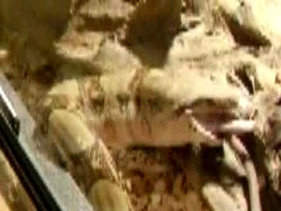 tit rat