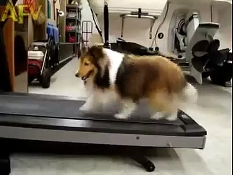 Un chien triche sur un tapis de course