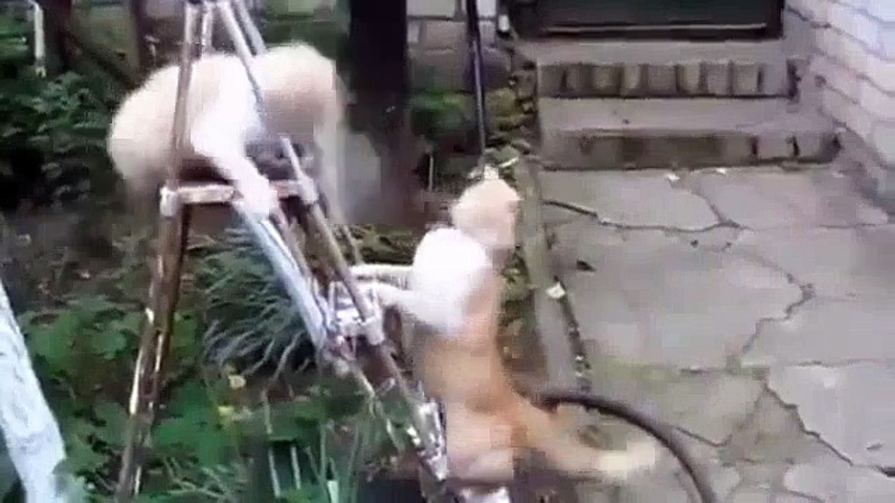 Funny Cats Videos Compilation 2015