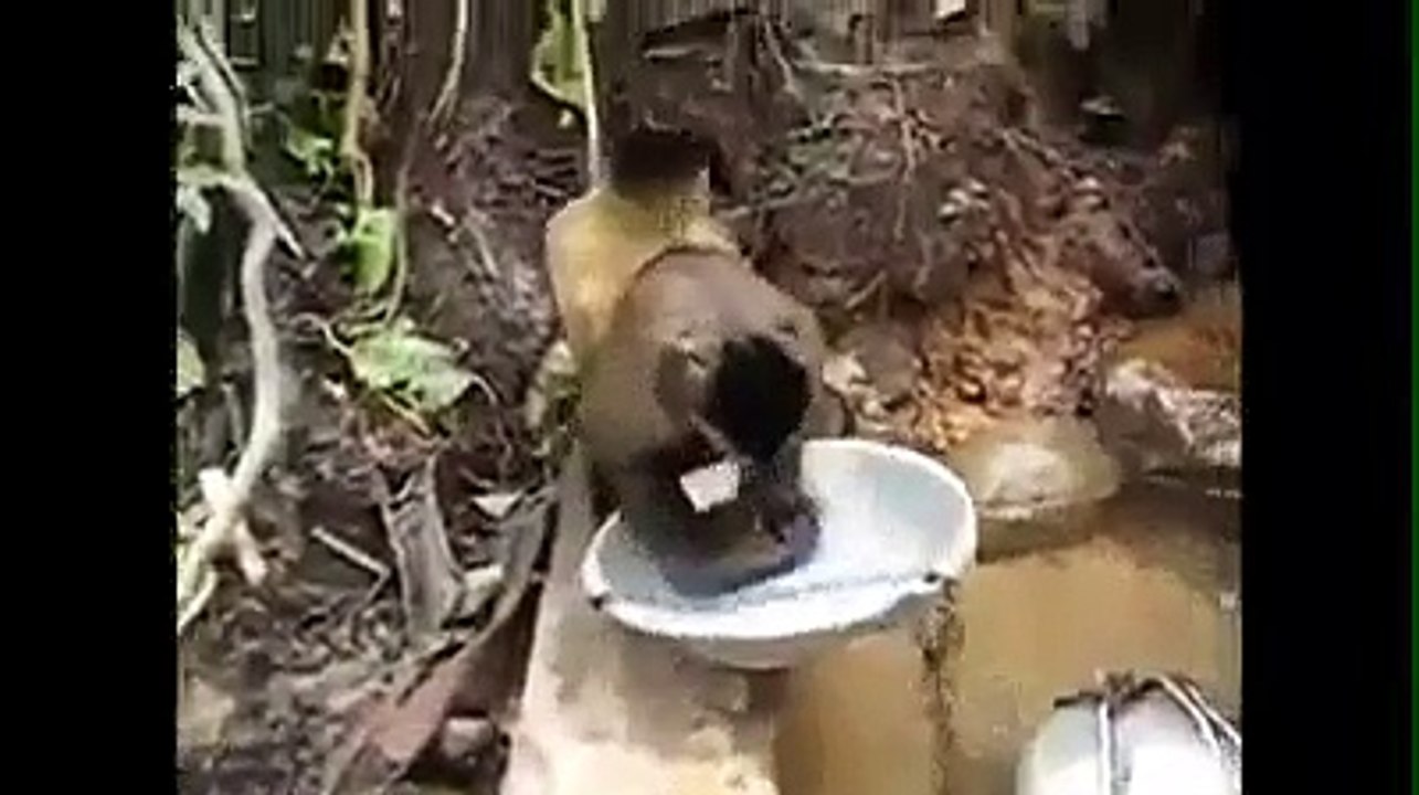 Funny animals Must watch