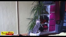 FUNNY VIDEOS Funny Cats - Funny Cat Videos - Funny Animals - Cute Pets - Try Not To Laugh