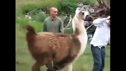 Amazing funny animals Video in the world | funny clips Compilation try not to laugh
