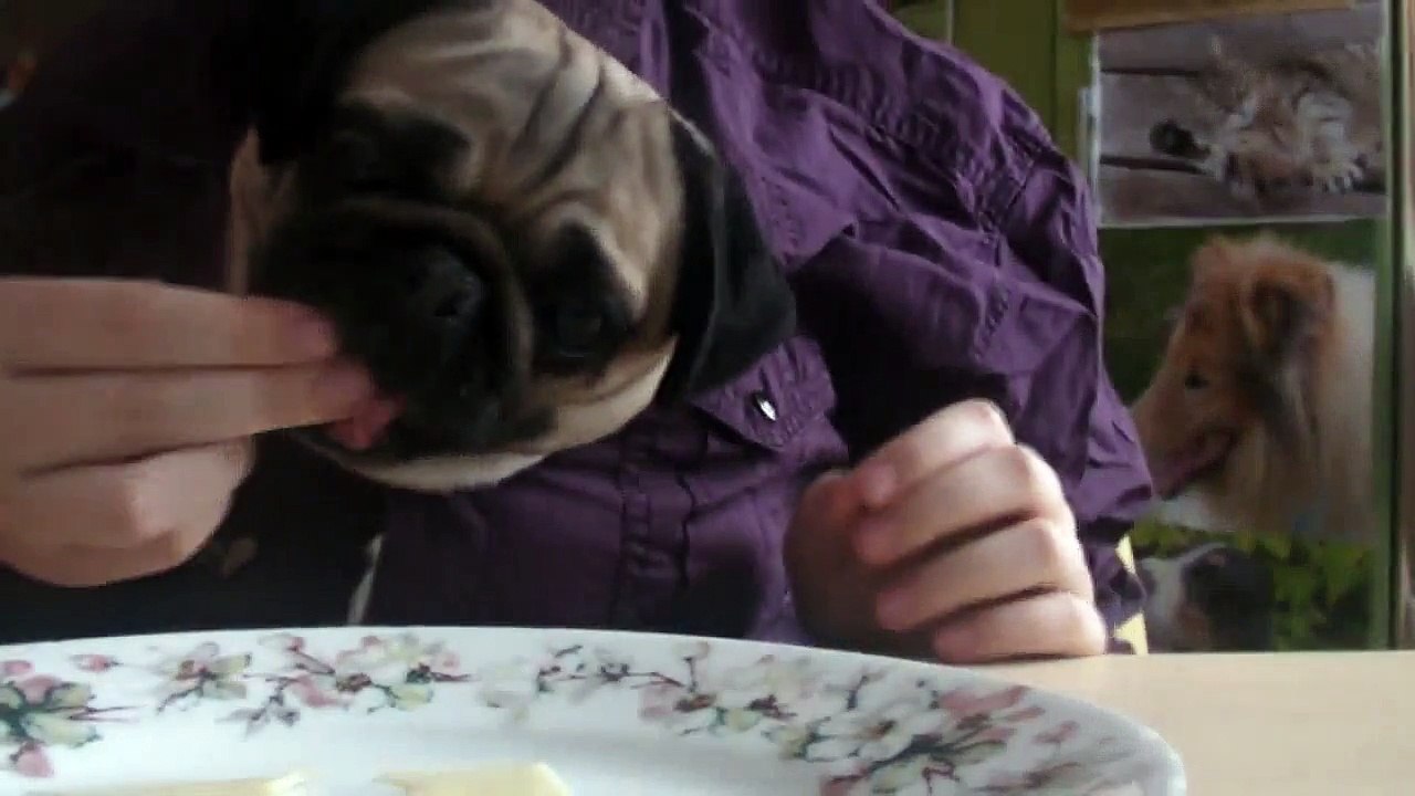 Best  funny animals momenst