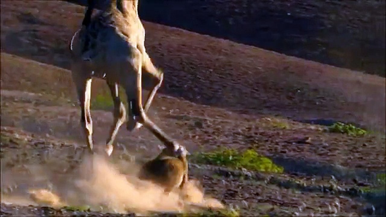 Giraffe VS Lion 53