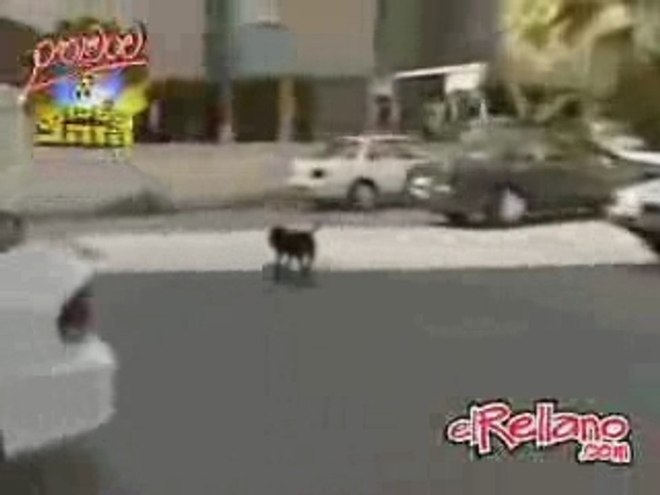 Skate dog