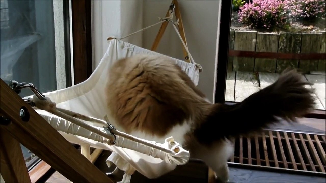 Un chat et son hamac