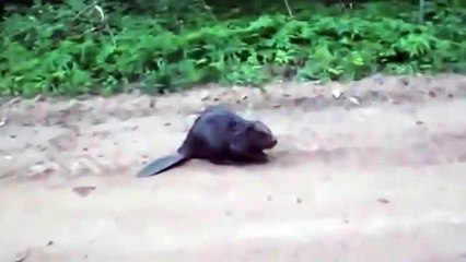 Нападение бобра на человека. Ужас смотреть всем!