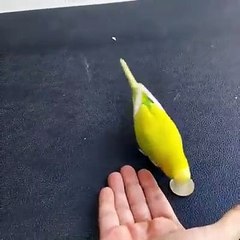 Talented Parrot Latest