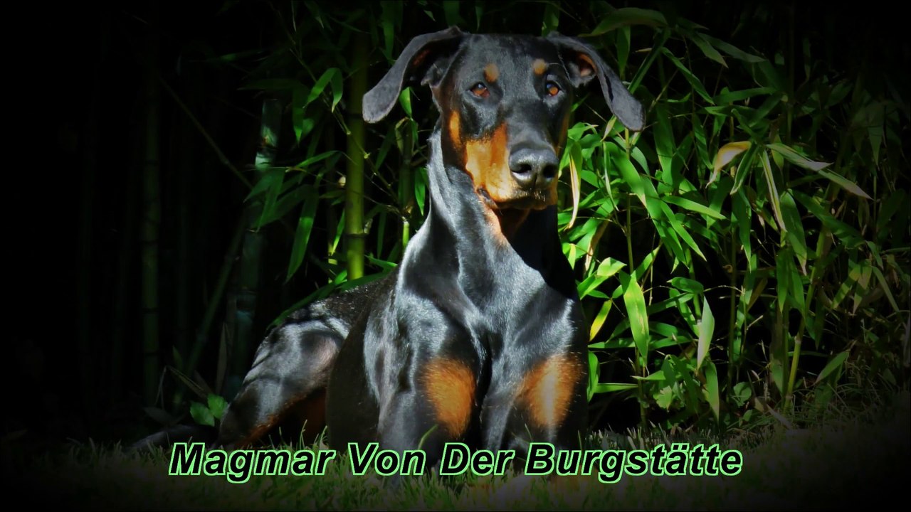 Magmar Von Der Burgstätte dobermann : daily
