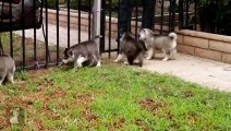 Shiloh and Shelby as Puppies! Fan Friday #6 Siberian Husky Puppy Love