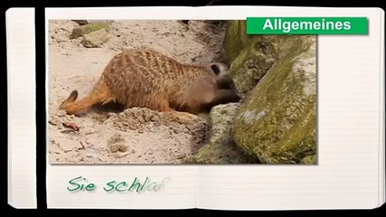 Erdmännchen das Leben der putzigen Tiere in einzigartigen Aufnahmen - Lebensraum