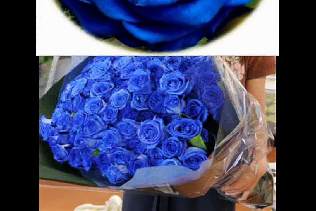 MILLION ROSES  (TRIỆU ĐÓA HOA HỒNG)