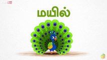 Peacock (மயில்) - Birds (பறவைகள்) - Learn Tamil Spelling (தம��