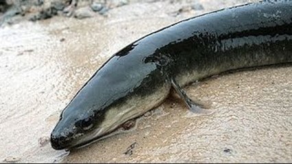 Animal Life Video: Eel Documentary (Animal Documentary Full Length)
