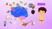Brain Human Body Parts Pre School Know Your Body Animated Videos For Kids