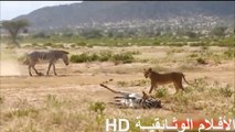وثائقي عن الاسود المفترسة أبشع مشاهد الافتراس - Zebra mother defends her son from lion attacks