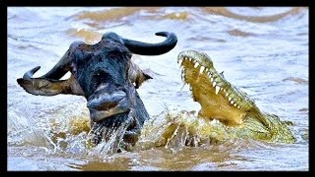 Animal Documentary National Geographic: FIVE STAR KILLERS Lion, Crocodile, Cheetah & More!