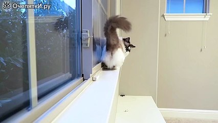 Кошачья лунная походка