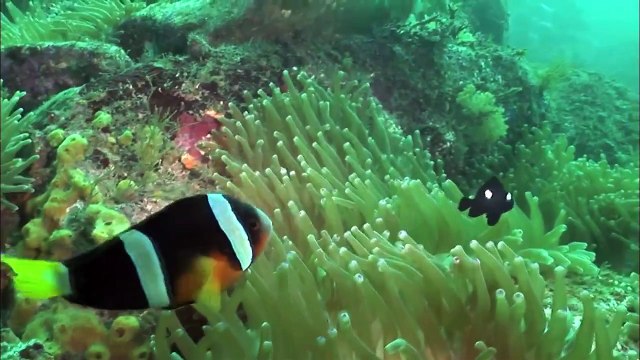 Мультики для самых маленьких: Что это, Мойа? Развивающий мультик, 21 серия. Подводный мир.