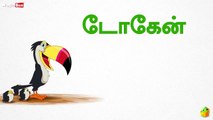 Toucan (டோகேன்) - Birds (பறவைகள்) - Learn Tamil Spelling (தம