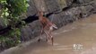 Watch: Stranded fawn rescued from flooded creek (FULL HD)