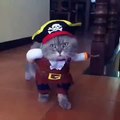 Funny Cat Videos - Top Funny Cats Fails Video Youtube