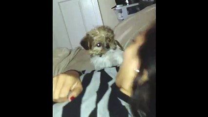 Puppy Barks and Falls off Bed (Funny Videos 720p)