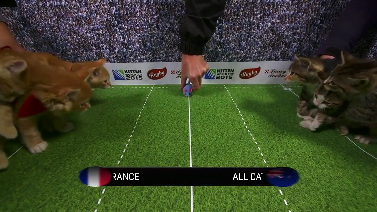 Kitten World Cup 2015 - Very Funny Video