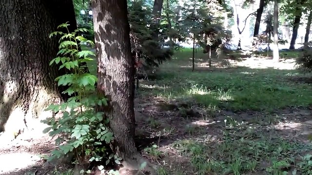 Веселая рыжая белка,видео для детей от kidTV (позитивное видео про животных)