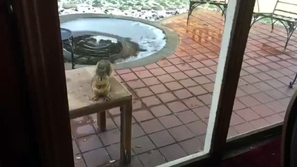 Hand feeding wild squirrel