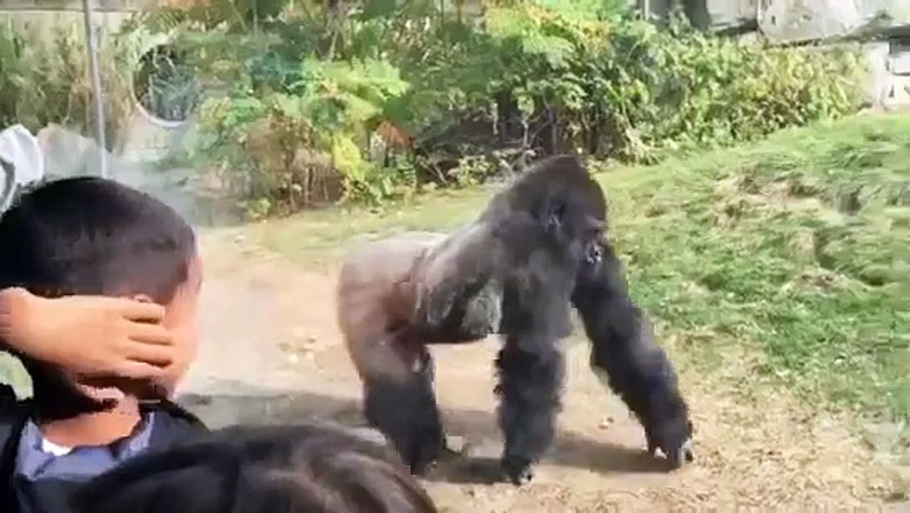 Gorilla Fight Boxing
