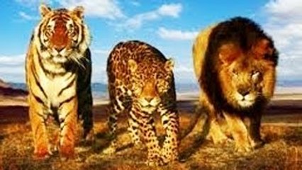 Lion Documentary National Geographic THE BIG CAT CLUB: Legends of Jaws & Claws