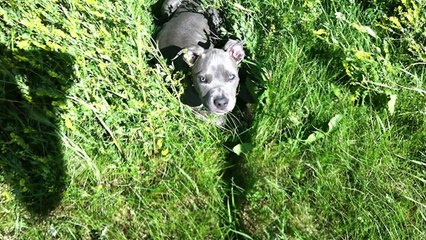 In Loving Memory of Zeus