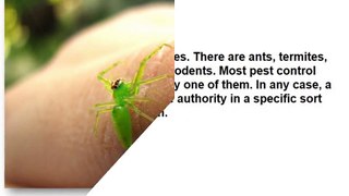 Pest control in Brisbane _ cockroach exterminator _ Reliable pest controller